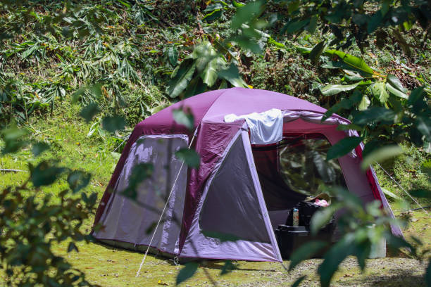 istock Only one purple camping tent in the woods 1485129512