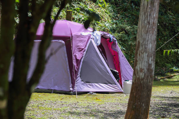 istock Only one purple camping tent in the woods 1485129516