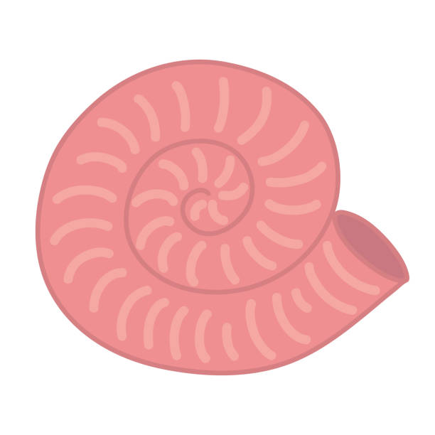 Fossil Shell Cartoon 1,300+ Spiral Fossil Stock Illustrations, Royalty-Free Vector Graphics ...