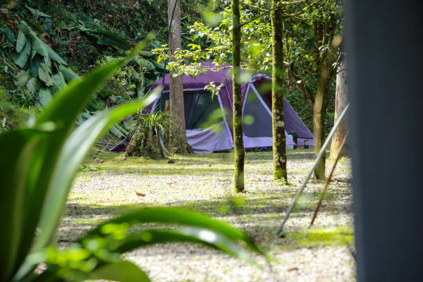 istock Only one purple camping tent in the woods 1485129541