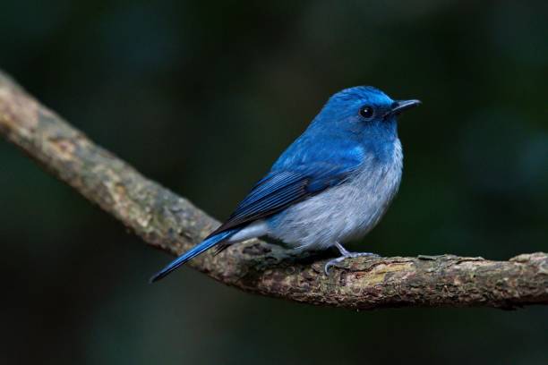istock a blue and grey bird is perched on a tree branch 1485130022