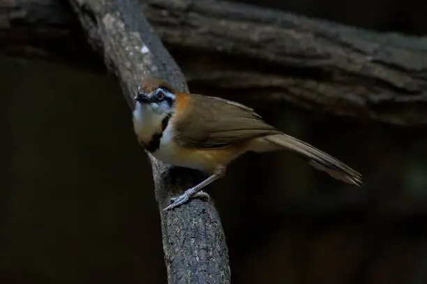 This cute little bird is perched on a branch of a tree in a beautiful forest