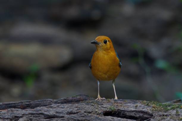 istock a bird with orange breast standing on a rock in the sun 1485130050