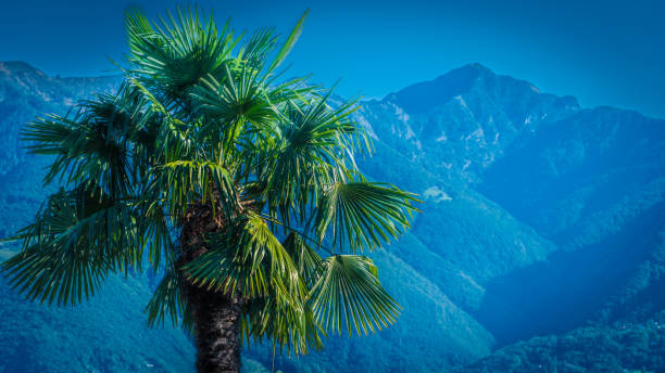 Palm tree in front of mountains in Southern Switzerland