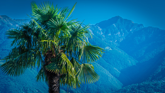 Palm tree in front of mountains in Southern Switzerland