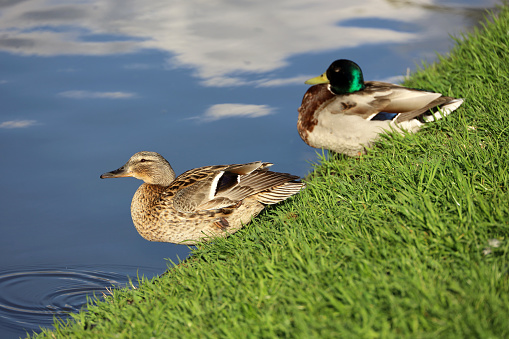 Male and female wild ducks in spring or summer park