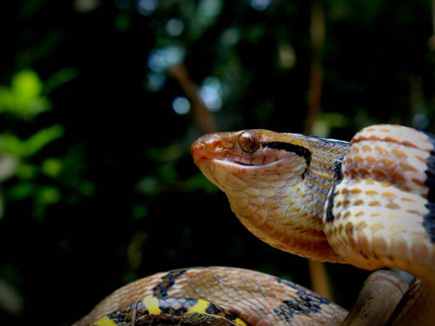 istock Dog-toothed Cat Snake (Boiga cynodon) 1485131362