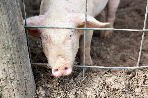 A pink pig stands on mud and looks at the camera from behind a metal fence on a farm.  The pig is peeking through the fence.