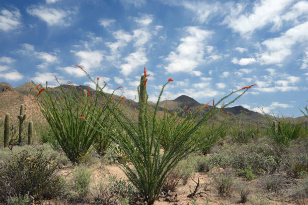 istock Saguaro National Park, Arizona 1485134239