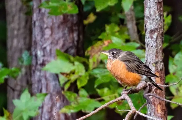 A puffed-up robin bird perched atop a thin branch against a backdrop of trees