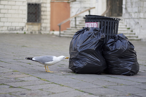 Seagull breaking up rubbish bags left in the street to eat