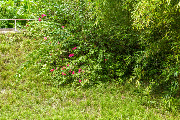 Rolling grass close-up and flowers in the park