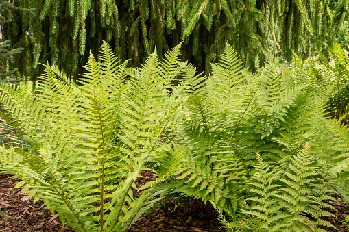 Green fern leaves in nature