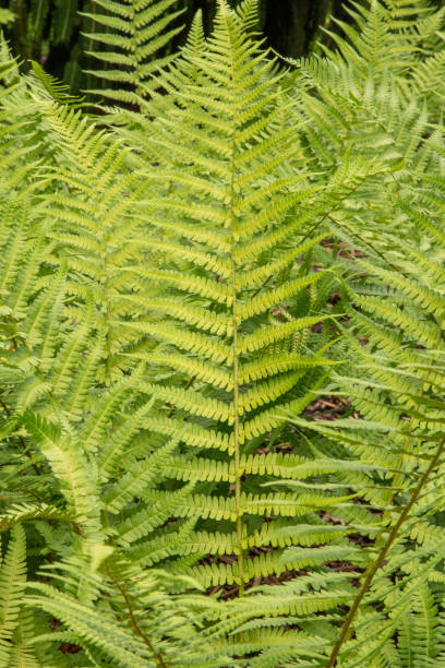 istock Green fern leaves 1485139923