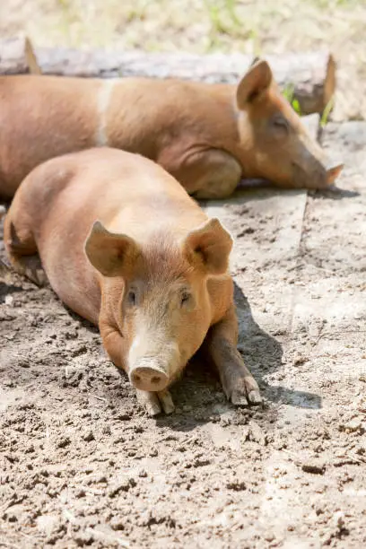 Close-up of a pig looking at the camera while lying in mud on a farm.  Another pig is sleeping in the background.