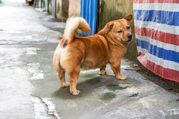 A cute yellow corgi crossbreed dog