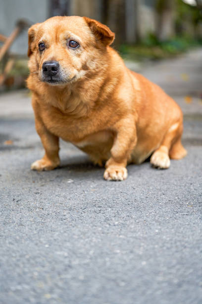 istock A cute yellow corgi crossbreed dog 1485140397