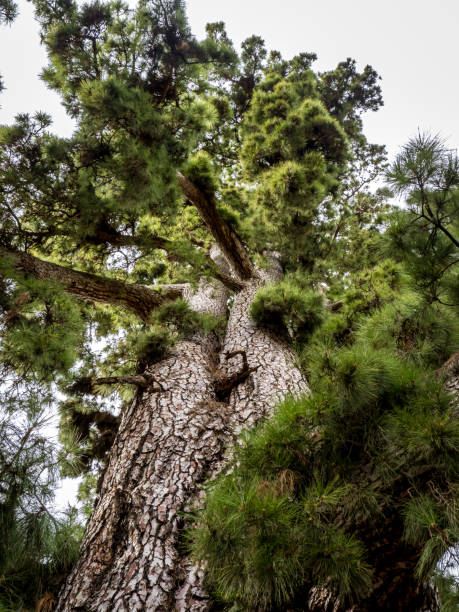 Unique perspective on the extraordinary Pino Gordo (Pinus Canariensis) with a portrait from below, showcasing its gigantic size and thick trunk as a top tourist attraction near Vilaflor on Tenerife. majestuoso pino gordo (pinus canariensis) desde abajo, elevándose por encima en su gigantesco y extraordinario tamaño, una maravilla natural cerca de vilaflor de chasna, una atracción turística perfecta para los amantes de la naturaleza.