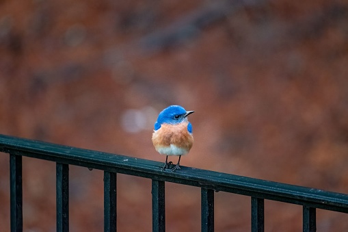 A small male eastern bluebird perched on a metal railing