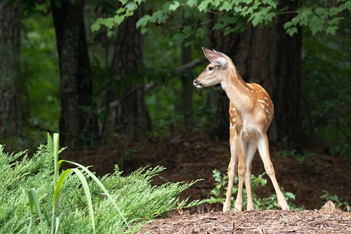 A small white-tailed fawn standing in the middle of a wooded area, with trees in the background