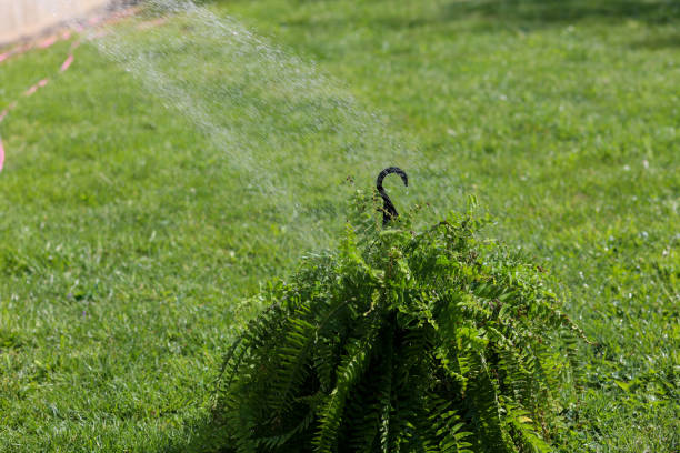 istock A stream of water being sprayed on a fern 1485142401