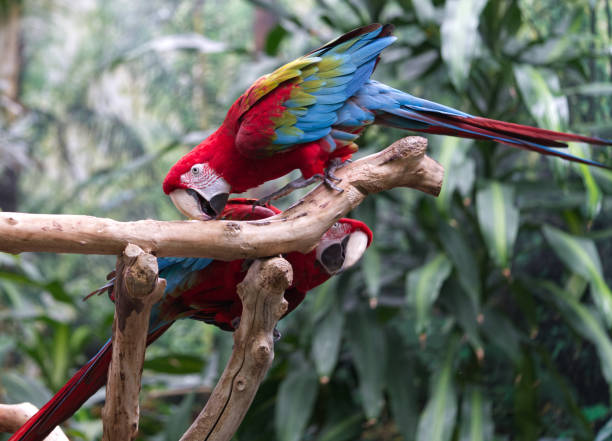 Green-winged macaw stock photo