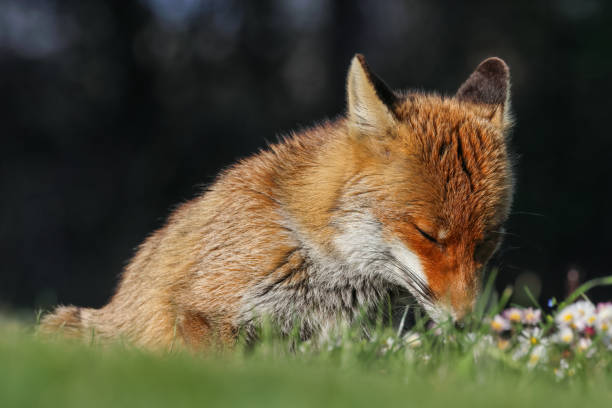 istock Close-up of the red fox between light and shadow 1485143172
