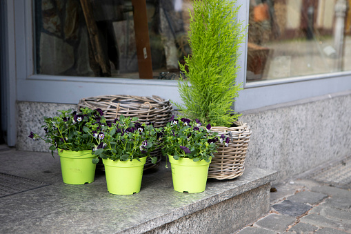 Plants for sale on the outside step of a small shop in Rudesheim, Germany
