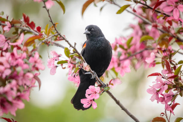 istock Red Winged Blackbird in Blooming Crabapple Tree 1485143493