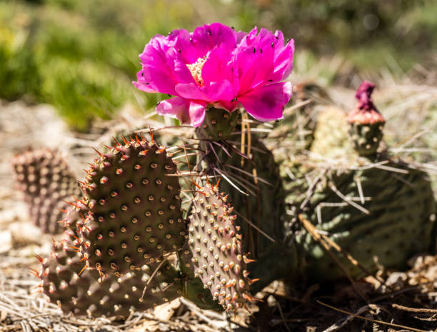 istock Side Profile of Hedgehog Cactus with single blossom 1485143511