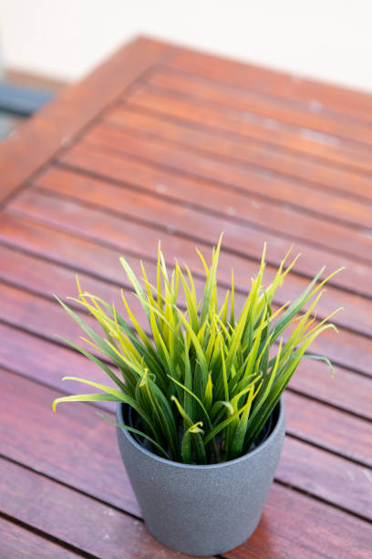 istock Potted green plant on an outside table with copy space 1485143550