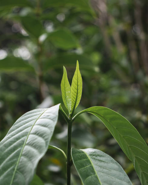 istock Green leaves of tree in the morning light. 1485145128