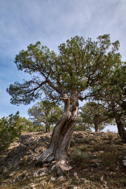 istock a thousand-year-old tree against the sky 1485145271