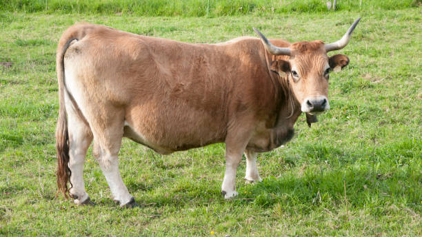 istock Brown bull in green field 1485145425