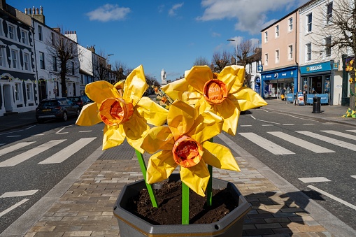 Cockermouth, United Kingdom – April 15, 2023: Daffodil artwork on Main Street, Cockermouth, Cumbria, UK, celebrating Springtime and the town as poet William Wordsworth's childhood home.