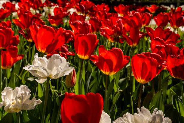 istock White Flowers Pop Up in Red Tulip Bed 1485145898