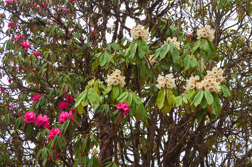View of blooming Rhododendron niveum tree in Sikkim, an evergreen shrub or small tree, flowers are held in a compact ball above the leaves. State tree of Sikkim. Foggy weather background.