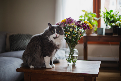 animal, domestic cat, living-room, flower