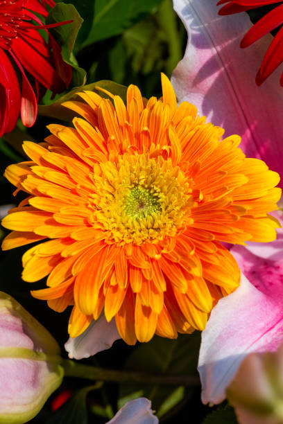 primo piano di crisantemi colorati nel cesto di fiori festivo - hanging flower basket isolated foto e immagini stock