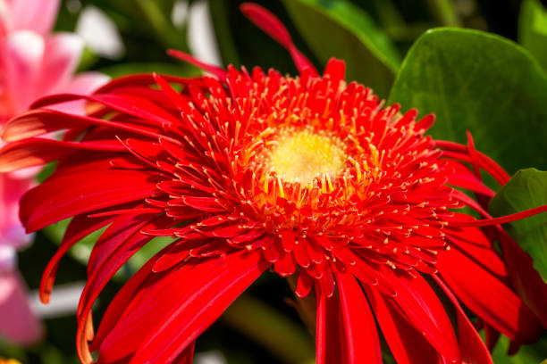 primo piano di crisantemi colorati nel cesto di fiori festivo - hanging flower basket isolated foto e immagini stock