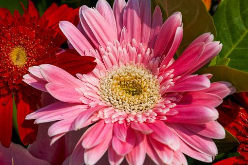 Closeup of colorful chrysanthemums in festive flower basket