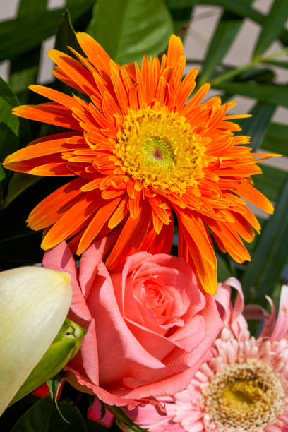 primo piano di crisantemi colorati nel cesto di fiori festivo - hanging flower basket isolated foto e immagini stock