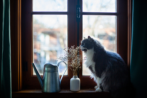 animal, window, flower, home interior