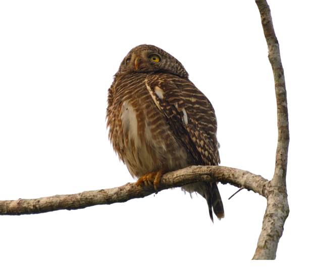 istock Beautiful owlet bird perched on a tree branch isolated on a white background 1485147616