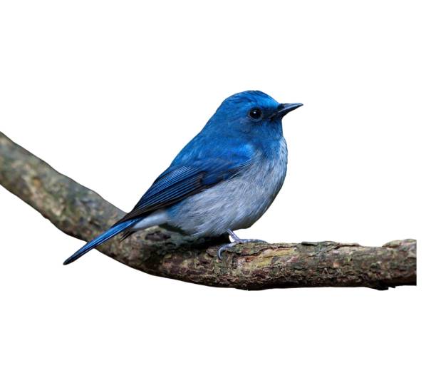 istock Beautiful blue flycatcher bird perched on a tree branch isolated on a white background 1485147626