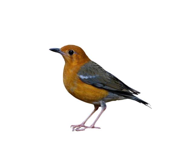 istock Beautiful orange-headed thrush bird isolated on a white background 1485147636