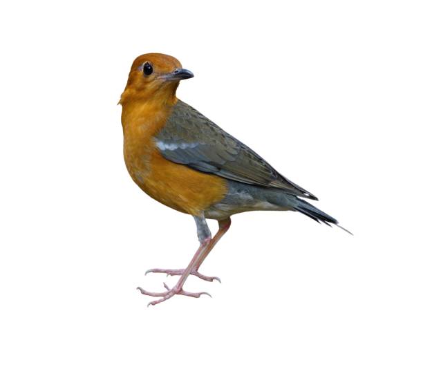 istock Beautiful orange-headed thrush bird isolated on a white background 1485147658