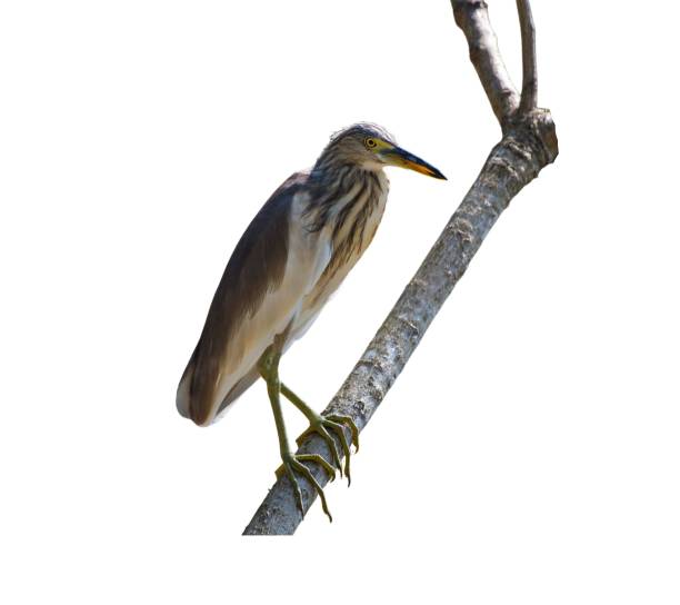 istock Beautiful pond heron bird perched on a tree branch isolated on a white background 1485147701