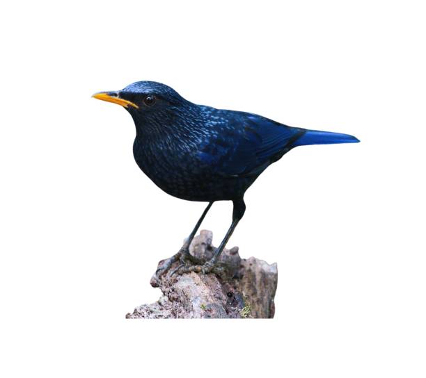 istock Beautiful blue whistling thrush bird perched on a tree branch isolated on a white background 1485147838