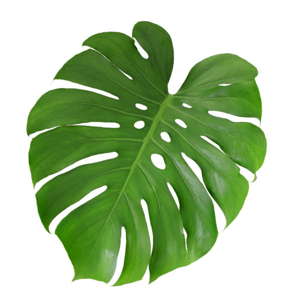 istock Tropical monstera leaf isolated on white background. Swiss cheese plant, 1485147882